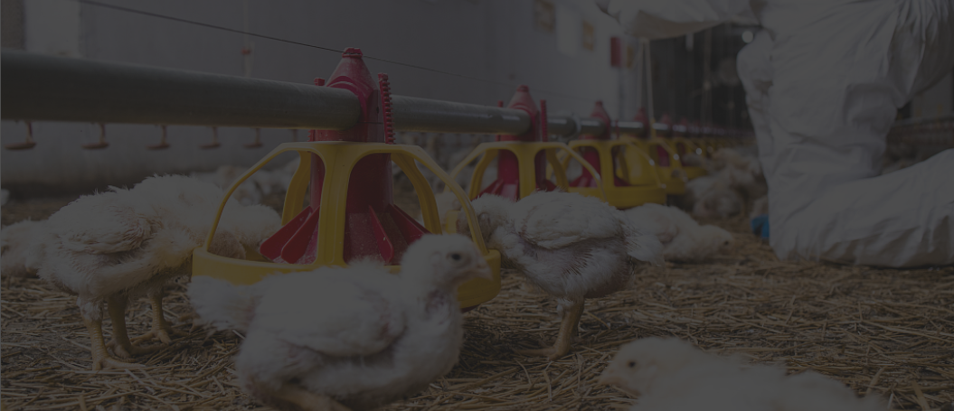 Poultry Farming Solution