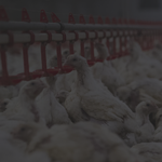 Poultry Farming Solution