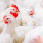 Chicken farm solutions